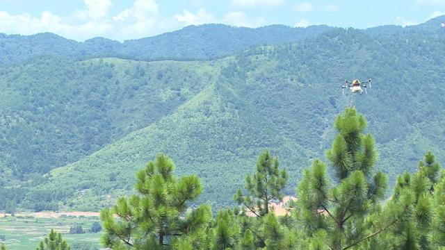寧遠：植保無人機噴藥防治松褐天牛